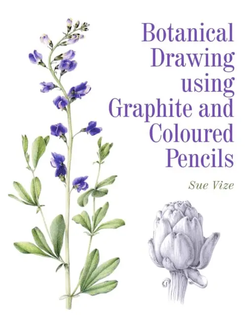 Botanical Drawing Using Graphite And Coloured Pencils By Sue Vize 1
