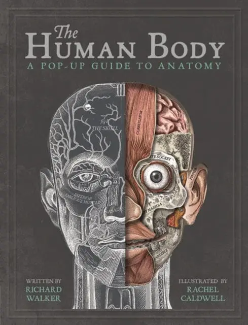 The Human Body: A Pop-Up Guide To Anatomy By Richard Walker 1