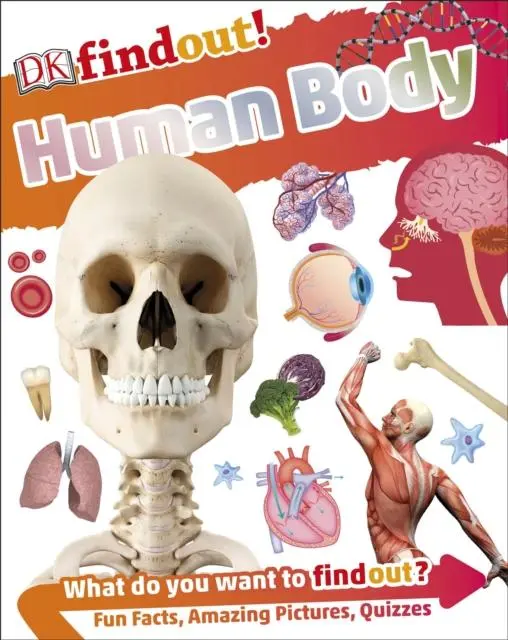 Dkfindout! Human Body 1